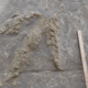 A print left by some sort of theropod—a two-legged carnivore.